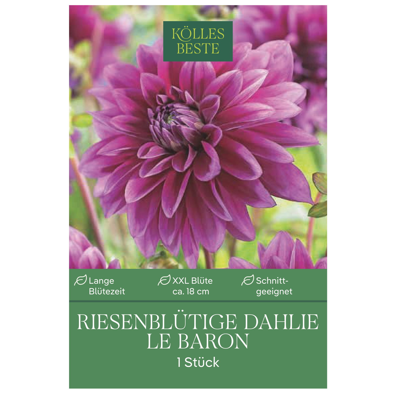 Kölles Beste Riesenblütige Dahlie Le Baron, lila, 1 Blumenknolle