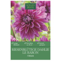 Kölles Beste Riesenblütige Dahlie Le Baron, lila, 1 Blumenknolle