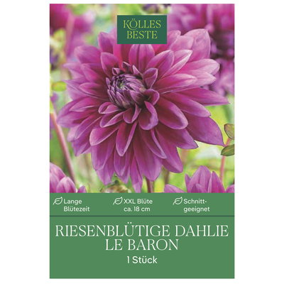 Kölles Beste Riesenblütige Dahlie Le Baron, lila, 1 Blumenknolle