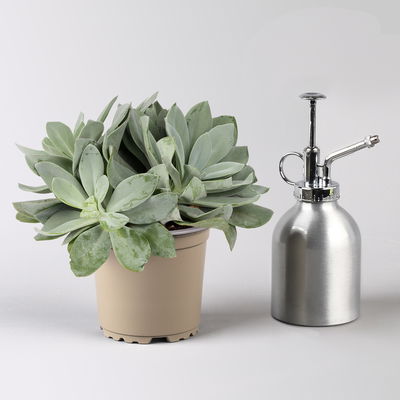 Senecio, verschiedene Arten nach Verfügbarkeit, Topf-Ø 12 cm, 3er-Set Senecio, verschiedene Arten nach Verfügbarkeit, Topf-Ø 12 cm, 3er-Set