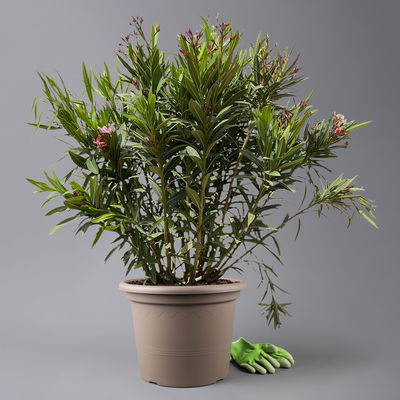 Oleander 'Trio' mehrfarbig, Topf-Ø 40cm, Höhe ca. 120 cm