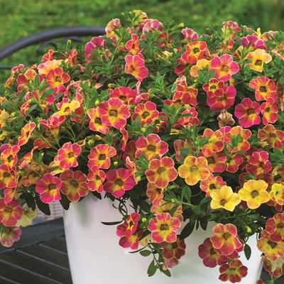 Zauberglöckchen 'Chameleon® Sunshine Berry' rosa-gelb, Topf-Ø 13 cm, 6 Pflanzen Zauberglöckchen 'Chameleon® Sunshine Berry' rosa-gelb, Topf-Ø 13 cm, 6 Pflanzen