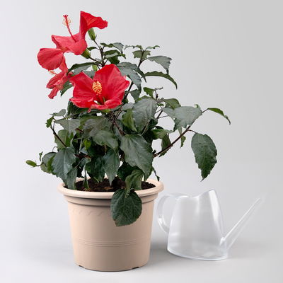 Hibiskus rot, Busch, Topf-Ø 21 cm, Höhe ca. 50 cm Hibiskus rot, Busch, Topf-Ø 21 cm, Höhe ca. 50 cm