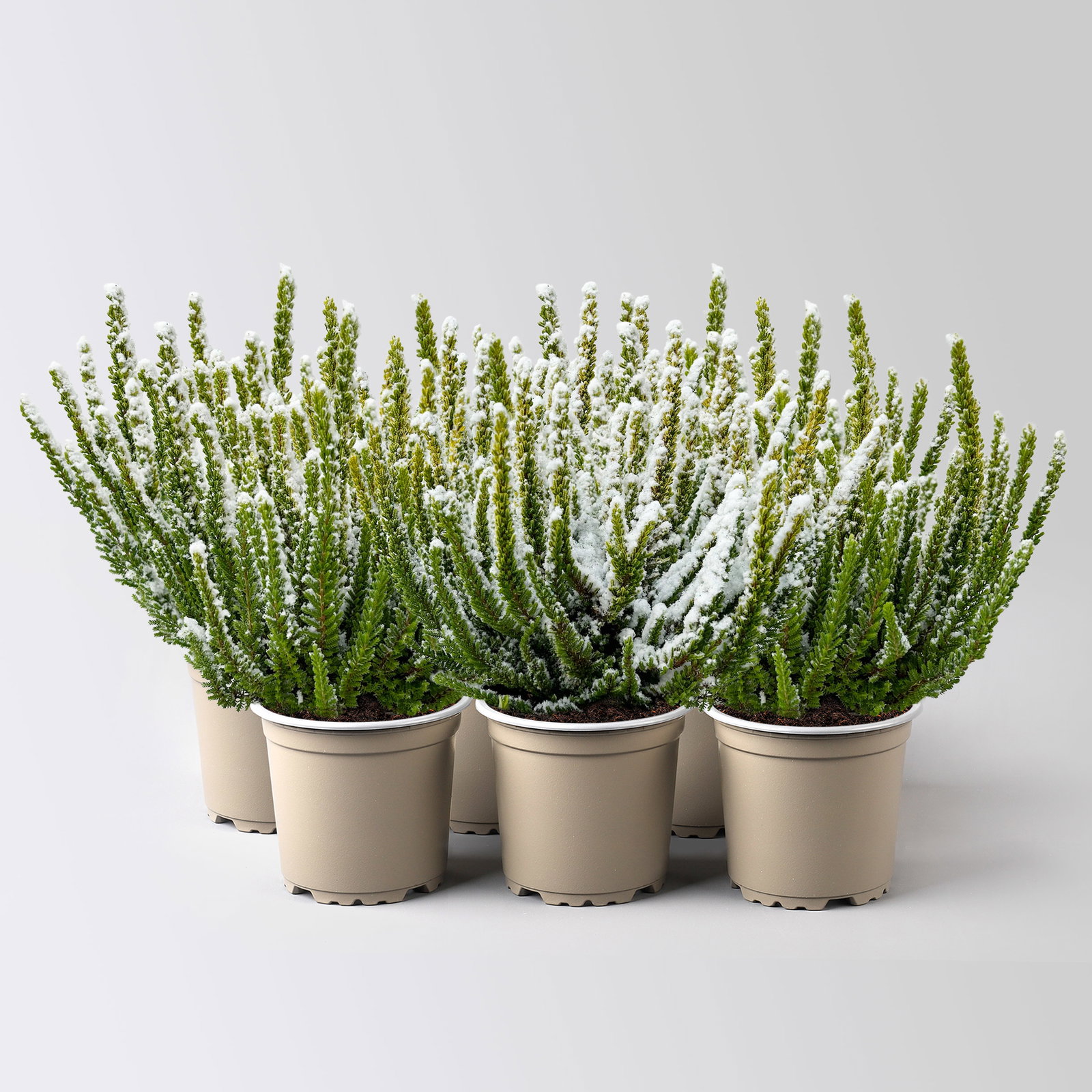 Besenheide SKYLINE®, weiß gefärbt, mit Glitzer, Topf-Ø 11 cm, 6 Pflanzen kaufen Besenheide SKYLINE®, weiß gefärbt, mit Glitzer, Topf-Ø 11 cm, 6 Pflanzen kaufen
