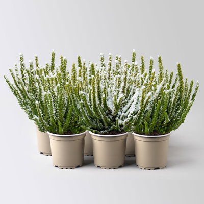 Besenheide SKYLINE®, weiß gefärbt, mit Glitzer, Topf-Ø 11 cm, 6 Pflanzen kaufen Besenheide SKYLINE®, weiß gefärbt, mit Glitzer, Topf-Ø 11 cm, 6 Pflanzen kaufen