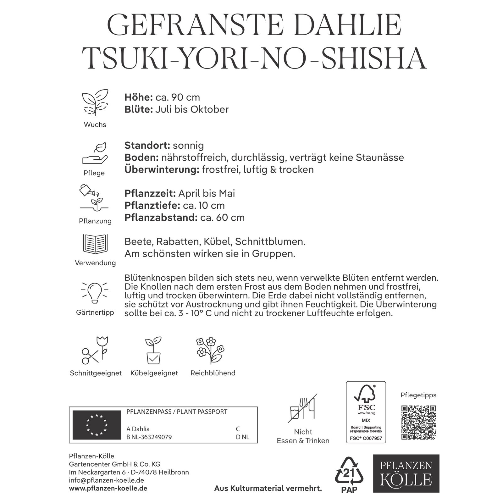 Kölles Beste Dahlie 'Tsuki-Yori-No-Shisha', weiß, 3 Blumenknollen