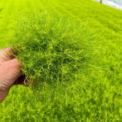 Bio Sternmoos 'Scotch Moos', weiß, Topf-Ø 12 cm, 3 Pflanzen Bio Sternmoos 'Scotch Moos', weiß, Topf-Ø 12 cm, 3 Pflanzen