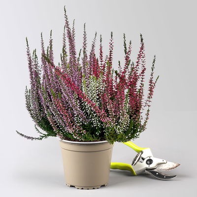 Knospenheide 'Trio', rot-lila-weiß, Topf-Ø 12/13 cm, 6 Pflanzen