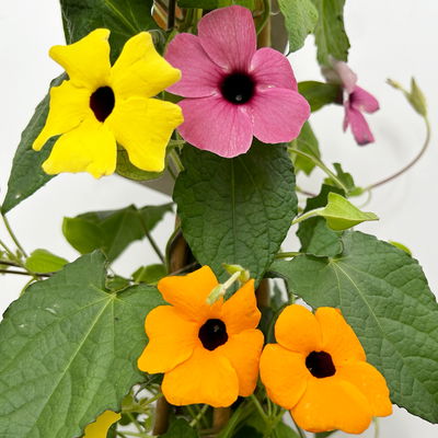 Schwarzäugige Susanne 'Trio' Pyramide, Farben zufällig, Topf-Ø 21cm