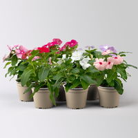 Catharanthus, Farben zufällig, Topf-Ø 13 cm, 6 Pflanzen