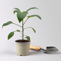 Bio Blockpaprika 'Jericho', Topf-Ø 12 cm, 3 Pflanzen