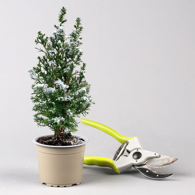 Kegelzypresse 'Top Point', weiß beschneit, Topf-Ø 9 cm, 6 Pflanzen