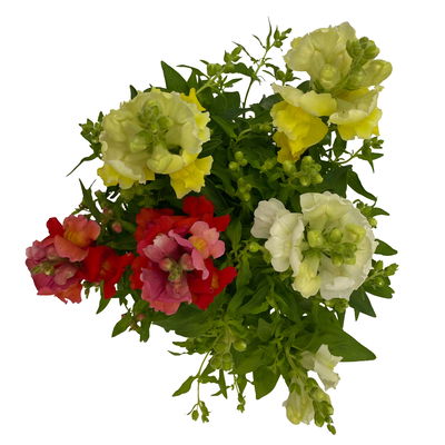 Löwenmäulchen 'Trio' bunt, Topf-Ø 13 cm, 6 Stück