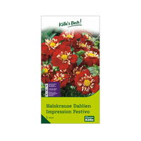 Halskrausen-Dahlien 'Impression Festivo', gelb-rot, Größe 1, 1 Blumenknolle