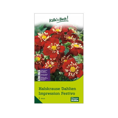 Halskrausen-Dahlien 'Impression Festivo', gelb-rot, Größe 1, 1 Blumenknolle