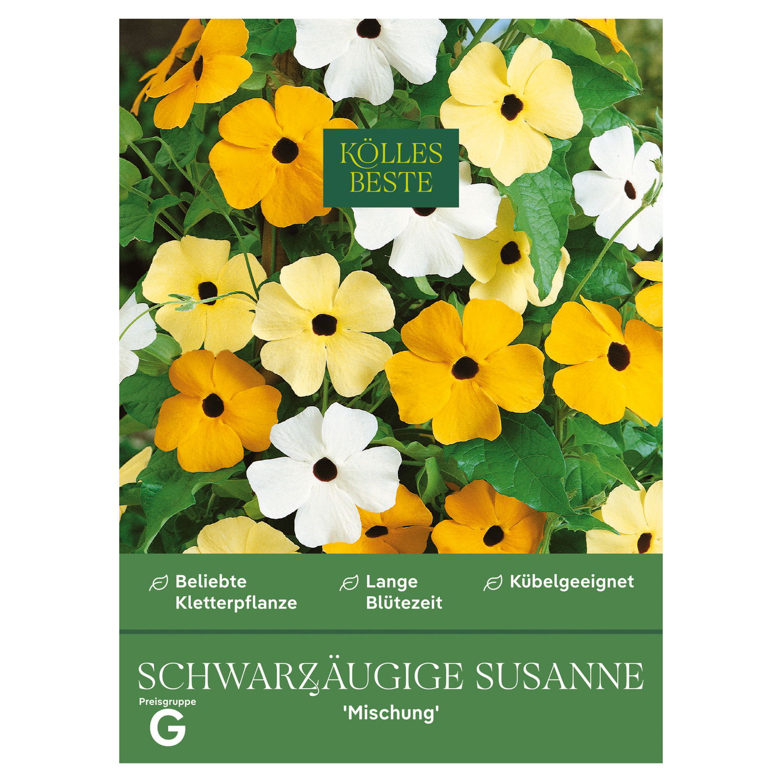 Kölles Beste Blumensamen, Schwarzäugige Susanne 'Mischung'