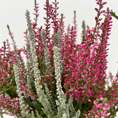 Caluna 'Lönneby' Twin, 'Fluffy' & rot, Topf-Ø 13 cm, 3 Pflanzen