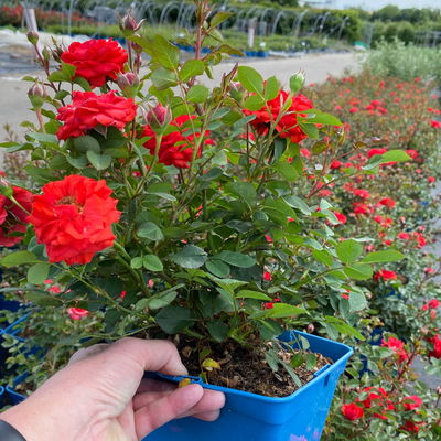 Zwergrose 'Zwergenfee 09®', orange-rot, Topf 3 Liter, 4 Pflanzen