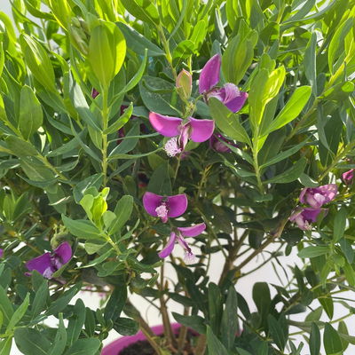 Kreuzblume, rosa-violett, Höhe ca. 45 cm, Topf-Ø 20 cm