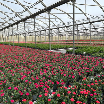 Nelke 'Oscar®', Farbe zufällig, Topf-Ø 14 cm, 4 Pflanzen