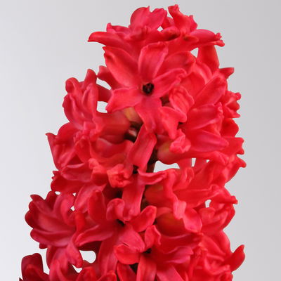 Hyazinthe gelb, orange & rot, vorgetrieben, Topf-Ø 12 cm, 6 Pflanzen