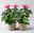 Hibiskus 'Petit Pink®', Topf-Ø 13 cm, Höhe ca. 35 cm, 2 Pflanzen