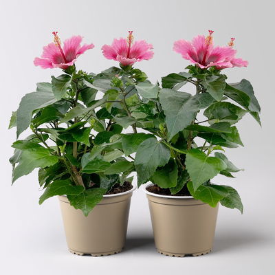 Hibiskus 'Petit Pink®', Topf-Ø 13 cm, Höhe ca. 35 cm, 2 Pflanzen