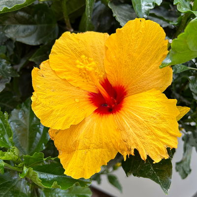 Hibiskus, gelb, Stamm, Topf-Ø 33 cm, Höhe ca. 150 cm Hibiskus, gelb, Stamm, Topf-Ø 33 cm, Höhe ca. 150 cm