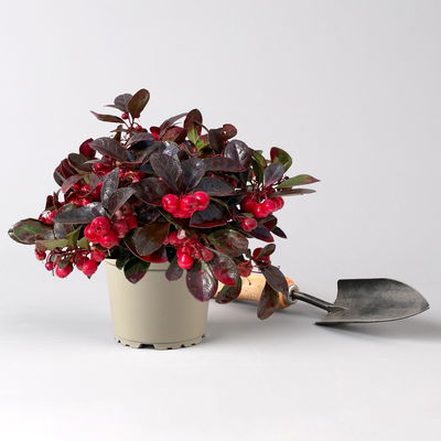 Scheinbeere rot gefärbt, Topf-Ø 13 cm, 6er-Set Scheinbeere rot gefärbt, Topf-Ø 13 cm, 6er-Set