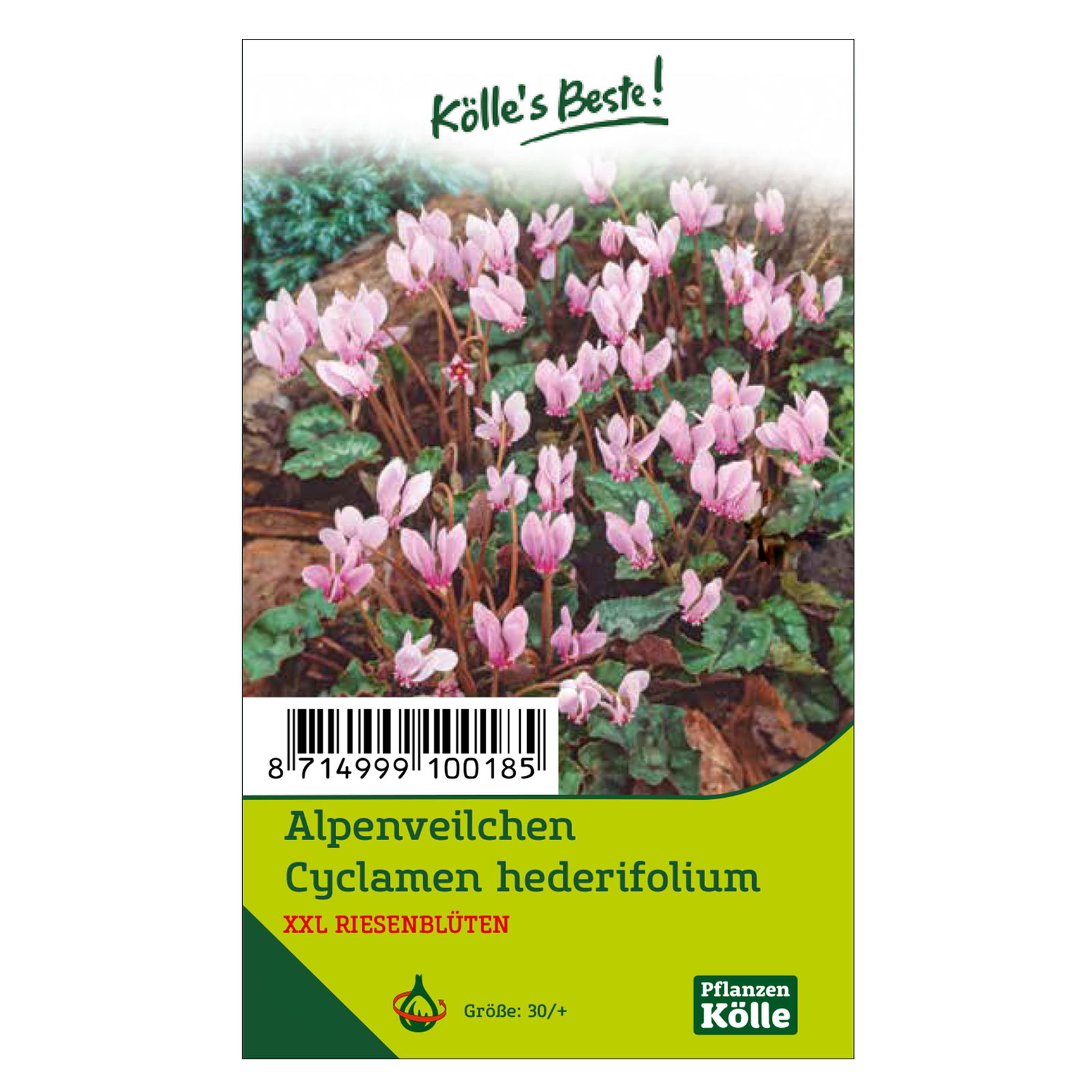 XXL Cyclamen Hederifolium rosa, 1 Blumenzwiebel