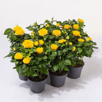 Rose Patio, gelb, Topf-Ø 13 cm, 6 Pflanzen