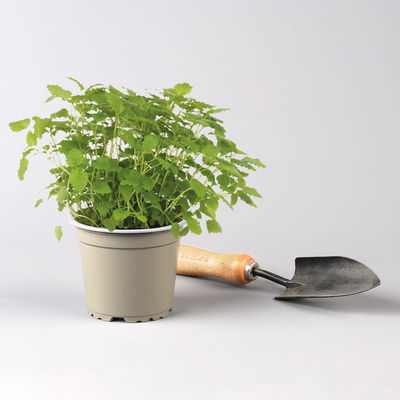 Bio Kräuter-Set 'Heiß & Kalt', 5 Pflanzen, Topf-Ø 12cm Bio Kräuter-Set 'Heiß & Kalt', 5 Pflanzen, Topf-Ø 12cm