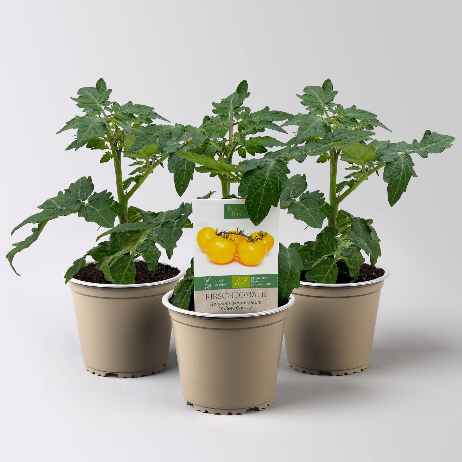 Bio Kirschtomate 'Yellow Canary', Topf-Ø 12 cm, 3 Pflanzen