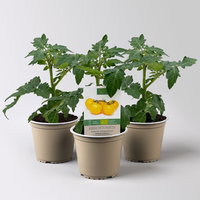 Bio Kirschtomate 'Yellow Canary', Topf-Ø 12 cm, 3 Pflanzen