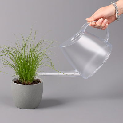 Katzengras ungespritzt, Topf-Ø 12 cm, 6er-Set