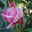 Duftende Kletterrose 'Our Last Summer'®, rosa, Topf 5 Liter