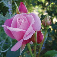 Duftende Kletterrose 'Our Last Summer'®, rosa, Topf 5 Liter