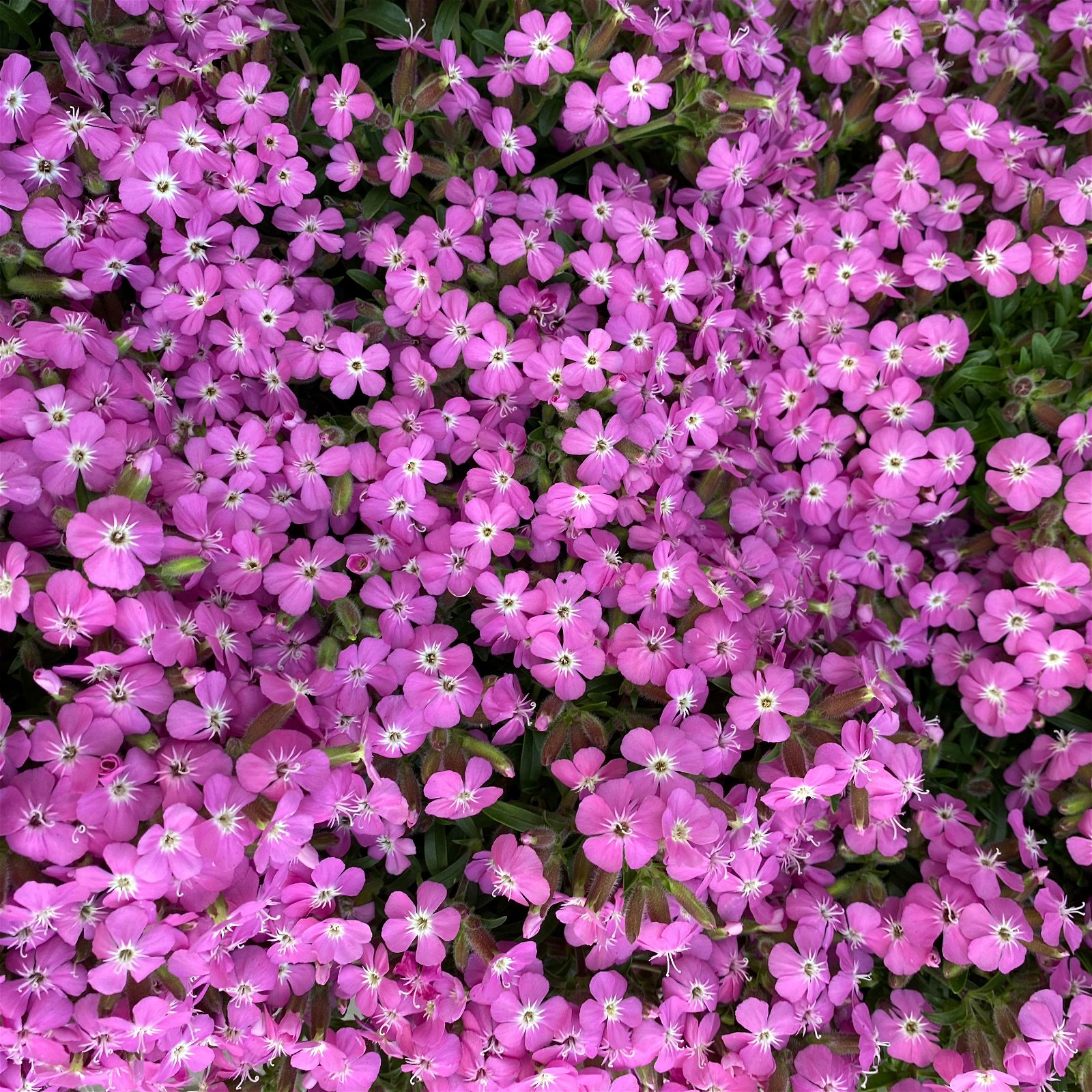 Polster-Seifenkraut 'Bressingham Pink', rosa, Topf-Ø 12 cm