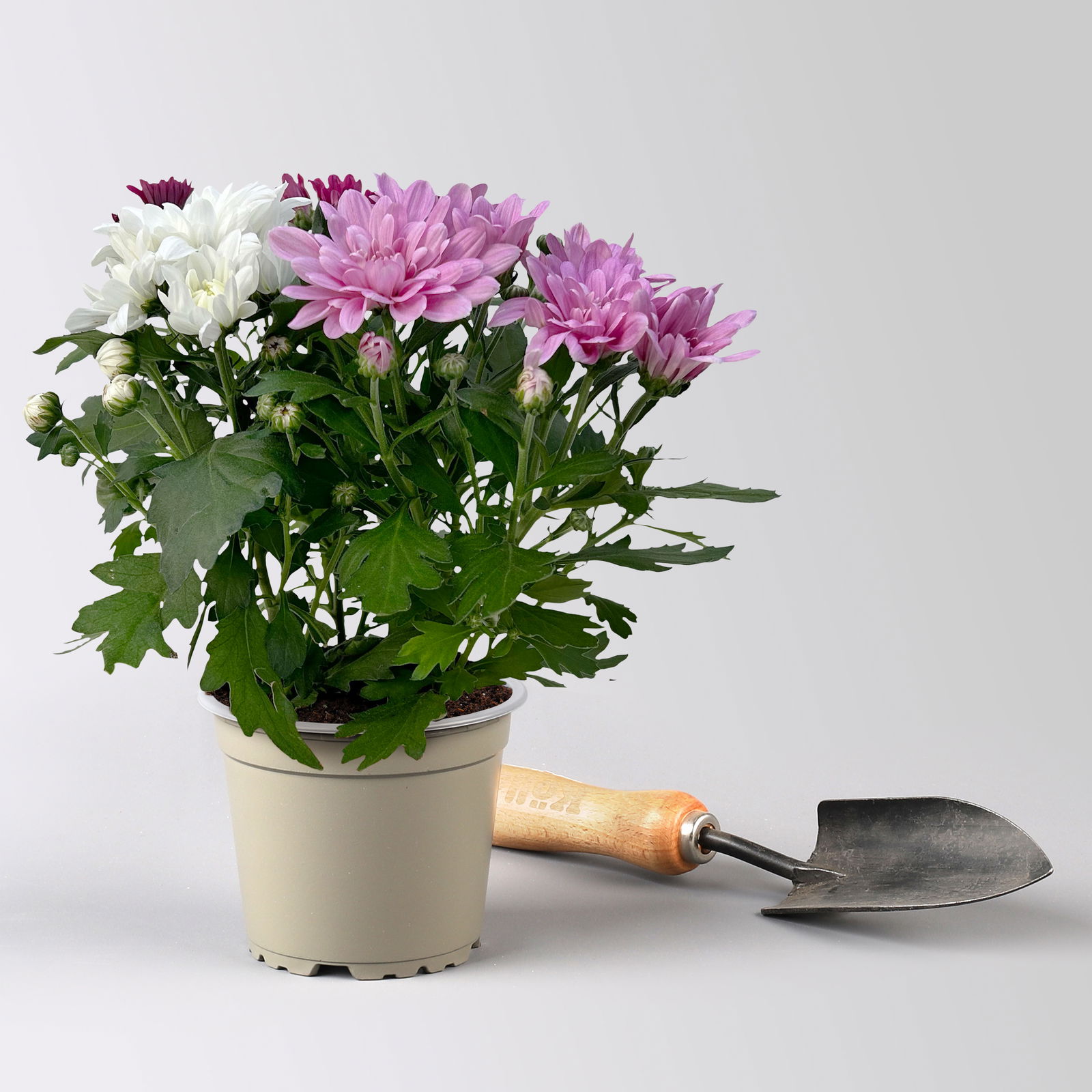 Chrysantheme Trio 'Sweet Melange', weiß-rosa-lila, gefüllt, Topf-Ø 12cm, 6er-Set