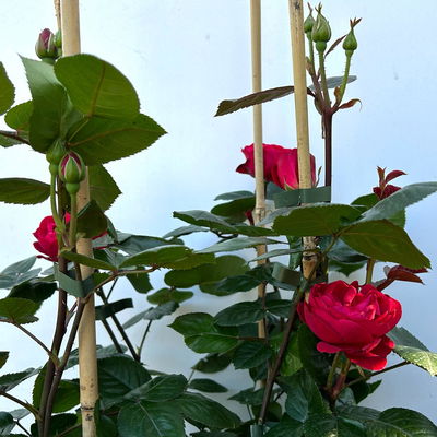 Beetrose 'Kompass'®, rot, Doppelbogen, Topf 10 Liter Beetrose 'Kompass'®, rot, Doppelbogen, Topf 10 Liter