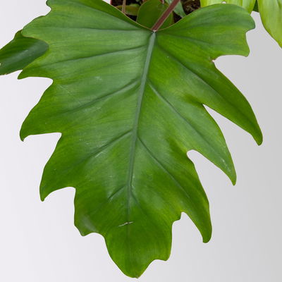 Philodendron mayoi, Topf-Ø 15 cm, Höhe ca. 35 cm Philodendron mayoi, Topf-Ø 15 cm, Höhe ca. 35 cm