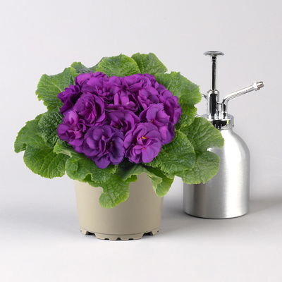 Primel 'PomPom', blau, gefüllt, Topf-Ø 12 cm, 6 Pflanzen