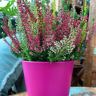 Heide 'High Five®', fünffarbig, Topf-Ø 11 cm, 6 Pflanzen Heide 'High Five®', fünffarbig, Topf-Ø 11 cm, 6 Pflanzen