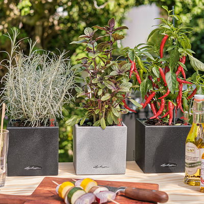 Lechuza 'Canto Stone 14', graphitschwarz, ca. 14 x 14 x H 13,5 cm Lechuza 'Canto Stone 14', graphitschwarz, ca. 14 x 14 x H 13,5 cm