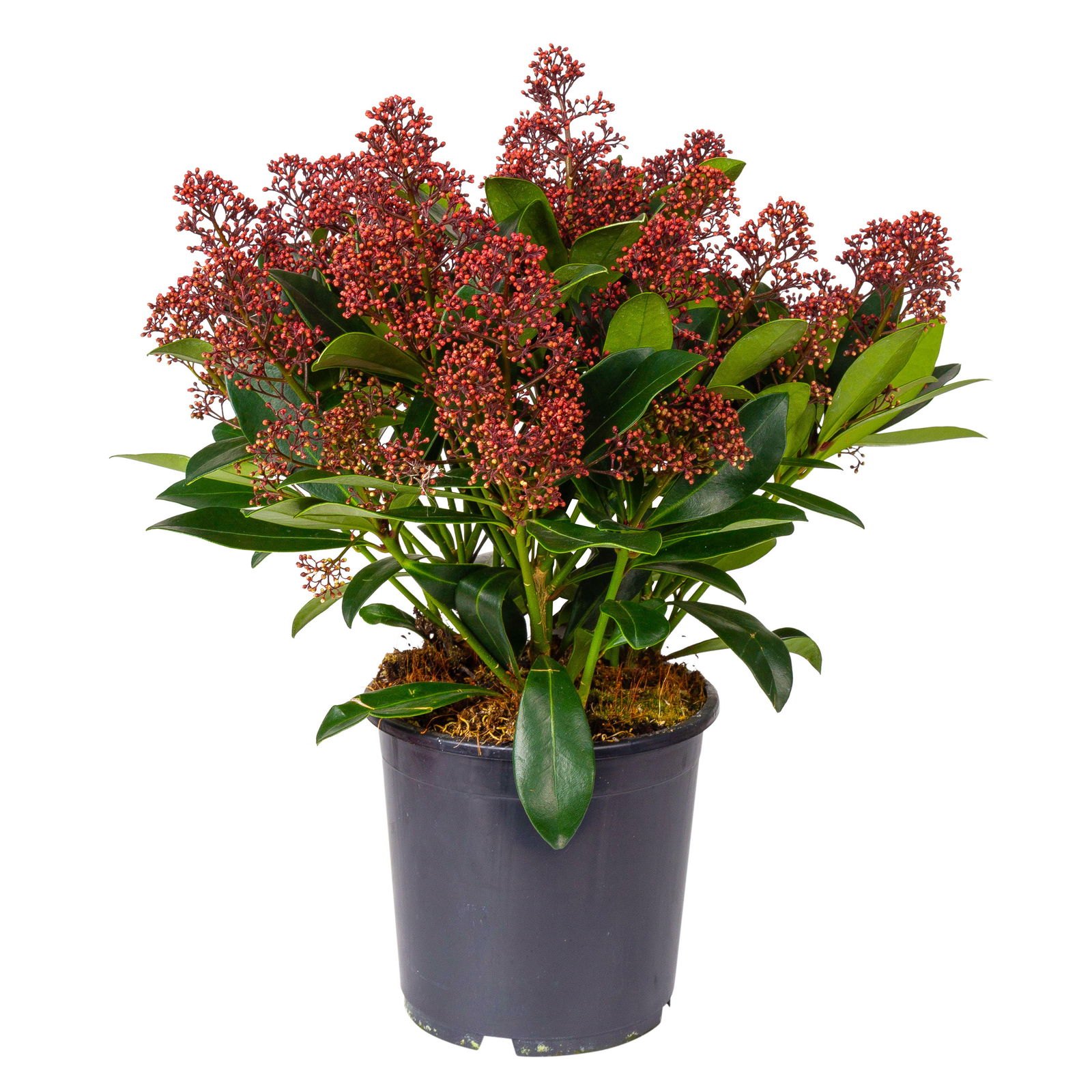 Kölle Blütenskimmie ‘Rubella’, Skimmia japonica, rot, 2er Set, Topf 17 cm Ø