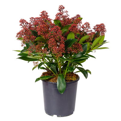 Kölle Blütenskimmie ‘Rubella’, Skimmia japonica, rot, 2er Set, Topf 17 cm Ø Kölle Blütenskimmie ‘Rubella’, Skimmia japonica, rot, 2er Set, Topf 17 cm Ø