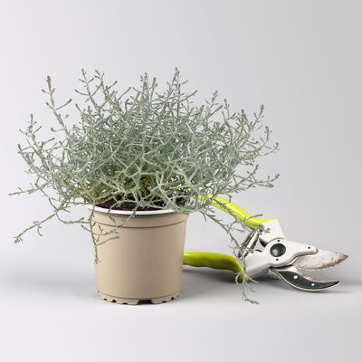 Pflanzenkreation Herbstspaziergang pink-silber, 6 Pflanzen inkl. Erde Pflanzenkreation Herbstspaziergang pink-silber, 6 Pflanzen inkl. Erde