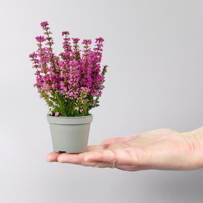 Glockenheide Mini 'Beauty Queens®', Farben zufällig, Topf-Ø 6 cm, 12 Pflanzen Glockenheide Mini 'Beauty Queens®', Farben zufällig, Topf-Ø 6 cm, 12 Pflanzen
