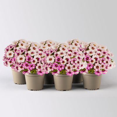 Zauberglöckchen 'Rainbow® Hot Pink', pink-weiß, Topf-Ø 13 cm, 6 Pflanzen