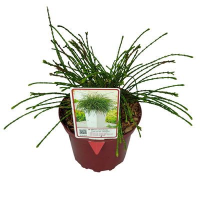 Mähnen-Lebensbaum 'Whipcord', 5er-Set, Topf 2 Liter Mähnen-Lebensbaum 'Whipcord', 5er-Set, Topf 2 Liter